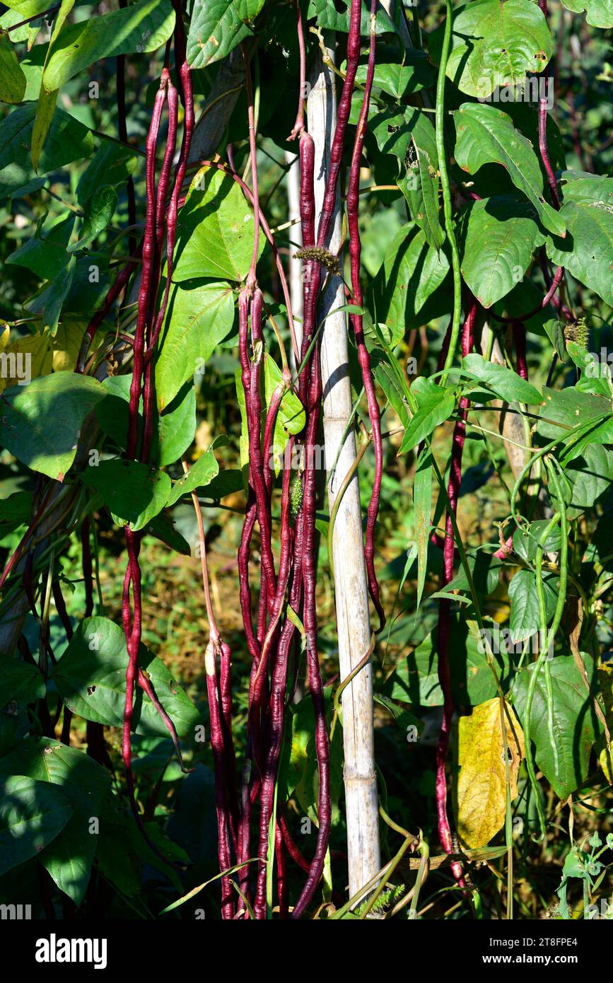 Il fagiolo di asparagi (Vigna unguiculata sesquipedalis) è un vitigno annuale rampicante originario del sud-est asiatico e coltivato in altre regioni temperate per la sua Foto Stock