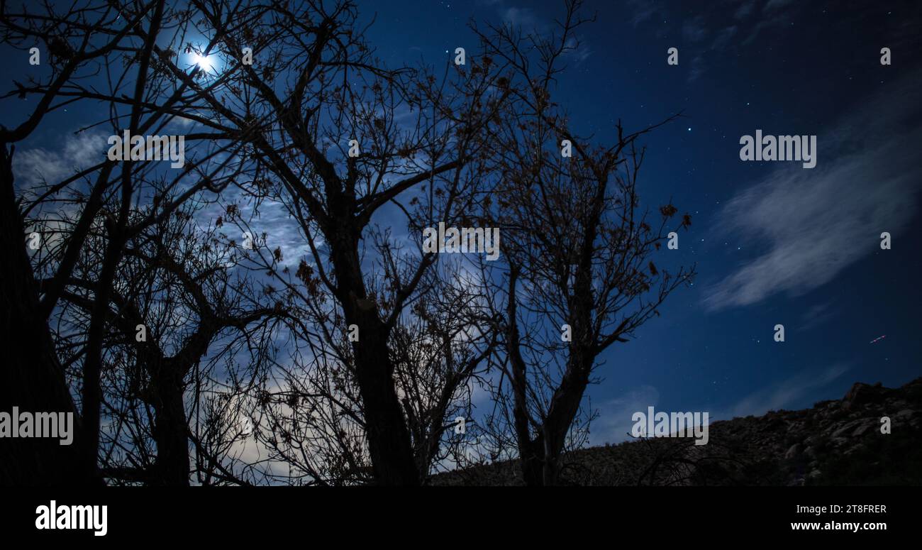 Varietà di alberi e boschetti in un habitat ripariale al Red Rock Canyon sotto un cielo stellato illuminato dalla luna. Foto Stock