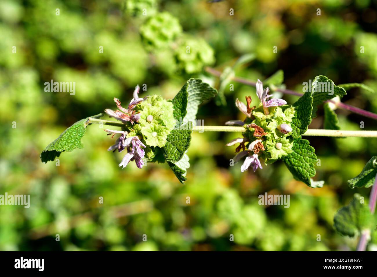 Ballota hirsuta maroccana o Pseudodictamnus hirsutus maroccanus è una pianta perenne medicinale originaria dell'Africa settentrionale. Foto Stock