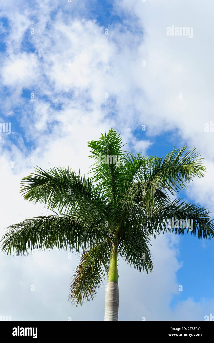 Primo piano di una palma da cocco contro il cielo blu con l'immagine verticale di nuvole bianche Foto Stock