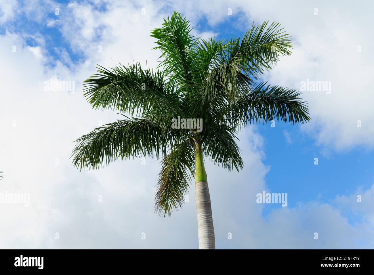 Primo piano di una palma da cocco contro il cielo blu con l'immagine orizzontale di nuvole bianche Foto Stock