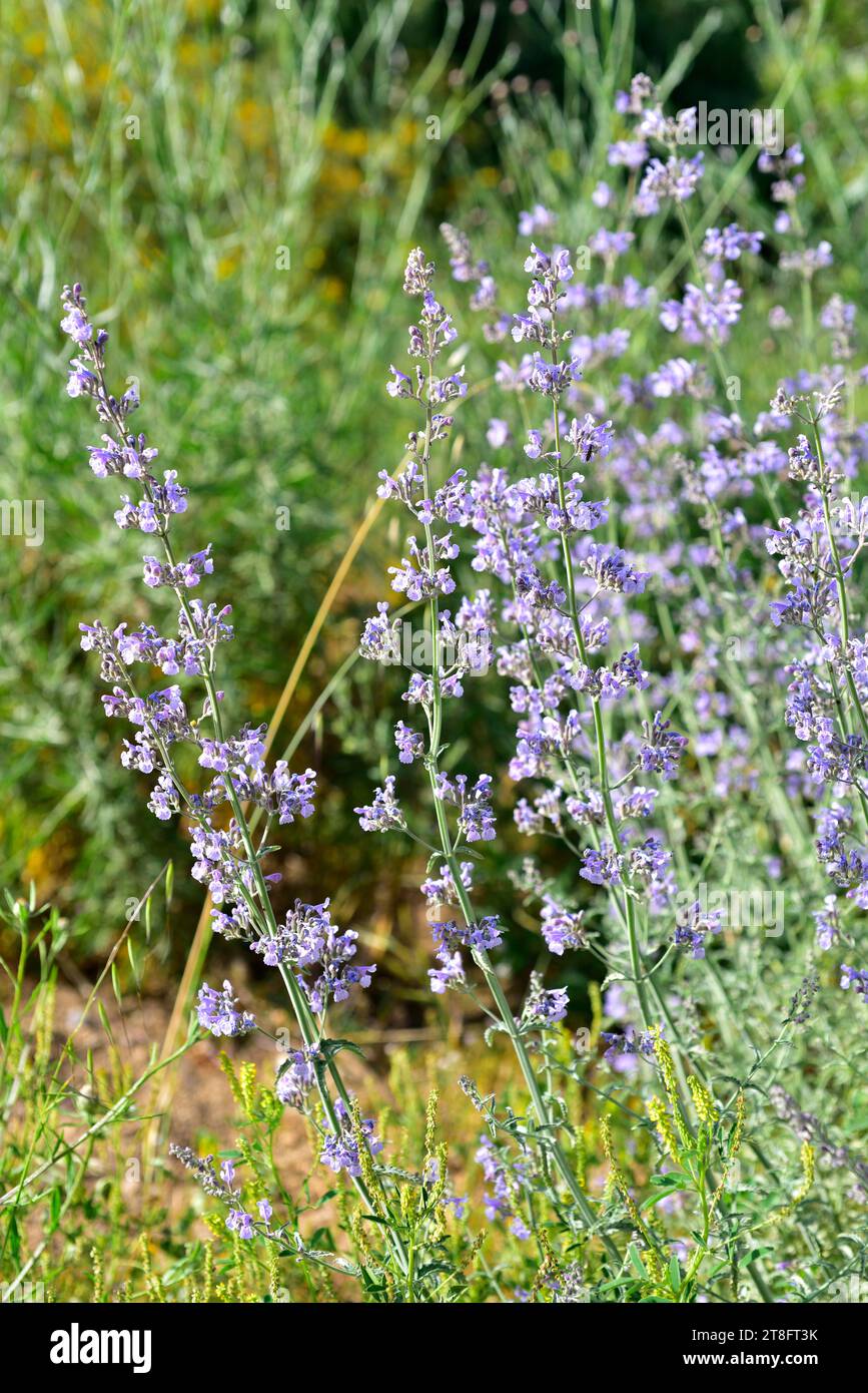 La menta di gatto minore (Nepeta nepetella ametistina o Nepeta nepetella aragonensis) è un'erba perenne originaria della Spagna, del Marocco e dell'Algeria. Foto Stock