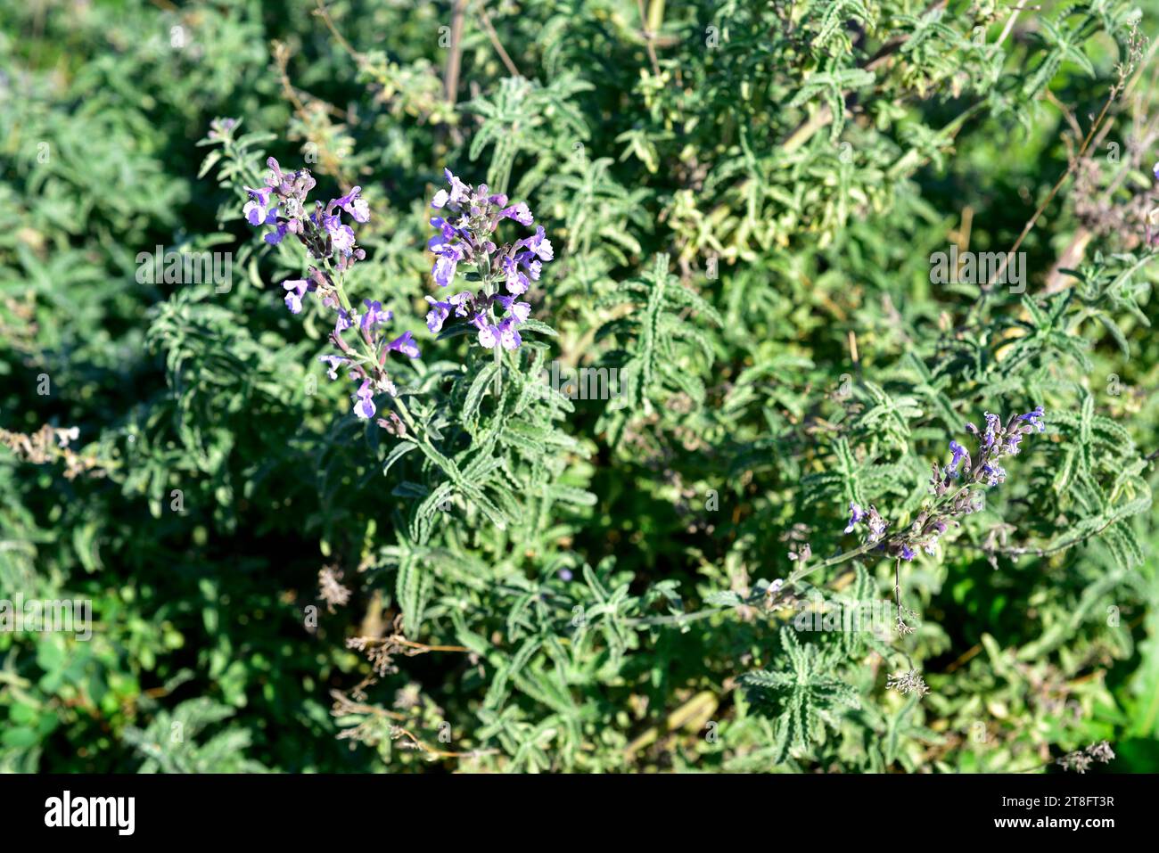 La menta di gatto minore (Nepeta nepetella ametistina o Nepeta nepetella aragonensis) è un'erba perenne originaria della Spagna, del Marocco e dell'Algeria. Foto Stock