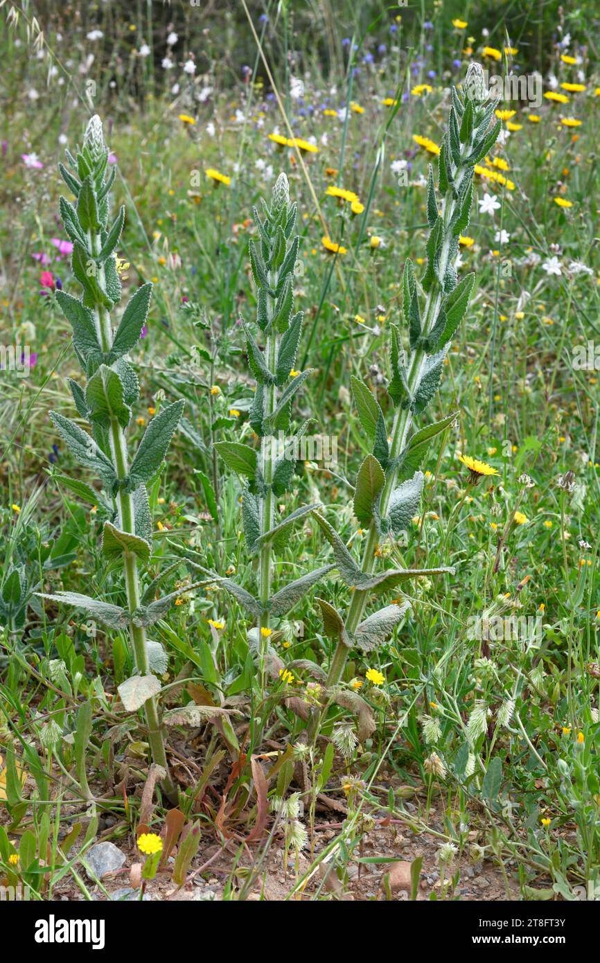 Matapulgas (Nepeta tuberosa) è un'erba perenne originaria della penisola iberica, della Sicilia e del Marocco. Questa foto è stata scattata a Malaga, Andalusia, Spagna. Foto Stock