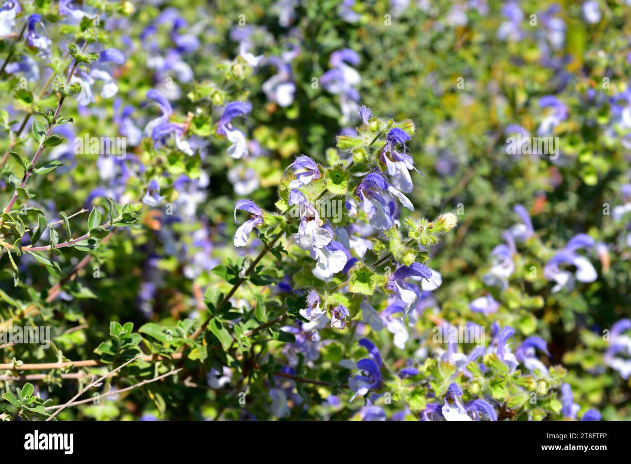 La salvia africana (Salvia africana-caverulea) è un arbusto aromatico sempreverde originario delle coste del Sud Africa. Pianta fioritura. Foto Stock