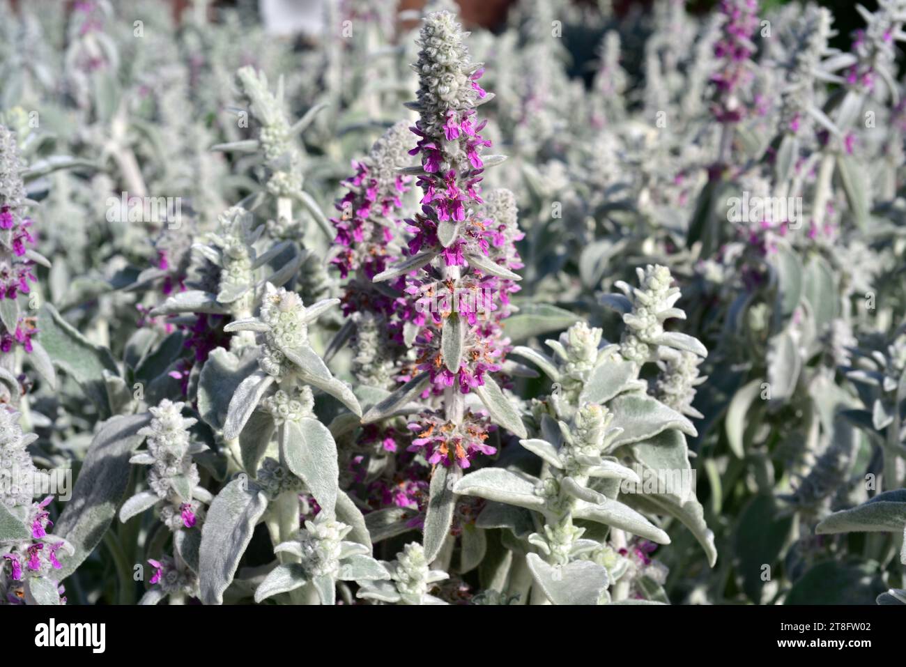 L'orecchio di agnello (Stachys byzantina) è un'erba perenne originaria della Turchia, dell'Iran e dell'Armenia. Pianta fioritura. Foto Stock