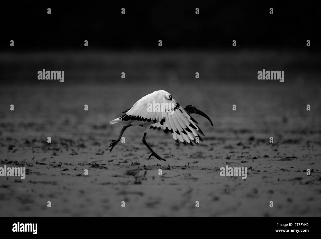 Ibis bird tenendo il run-fino a volare Foto Stock