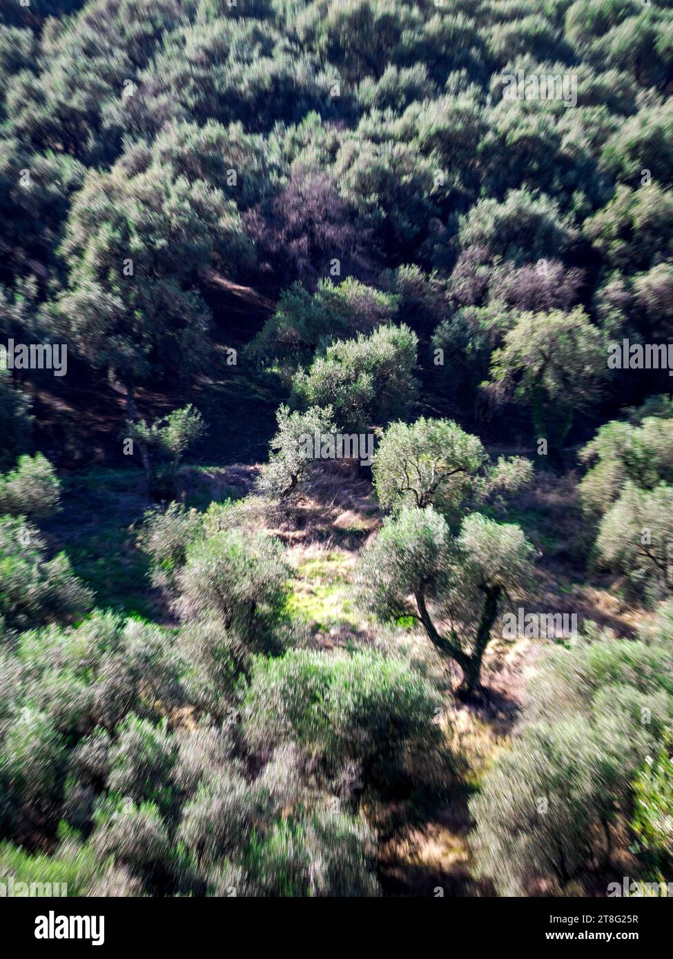 Oliveti alle pendici del monte Pandokratoras a Corfù, nelle Isole Ionie della Grecia, che producono olive destinate alla produzione di olio d'oliva Foto Stock