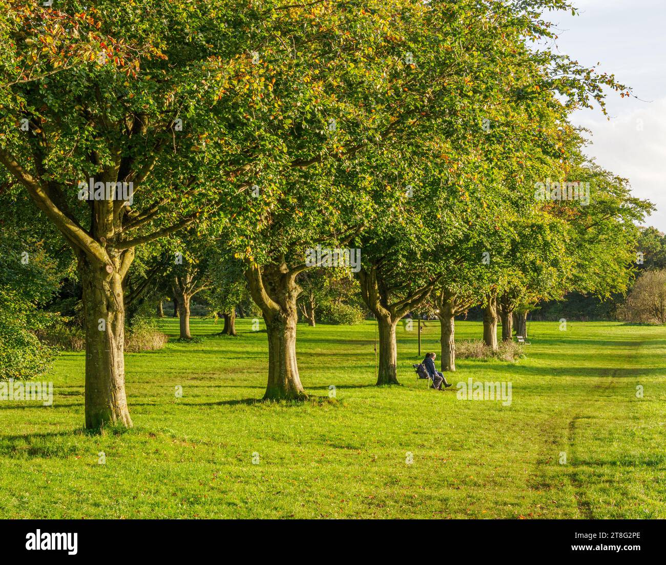 Sentiero alberato che attraversa le Downs, un grande spazio pubblico all'aperto che confina con la gola di Avon a Bristol, Regno Unito Foto Stock