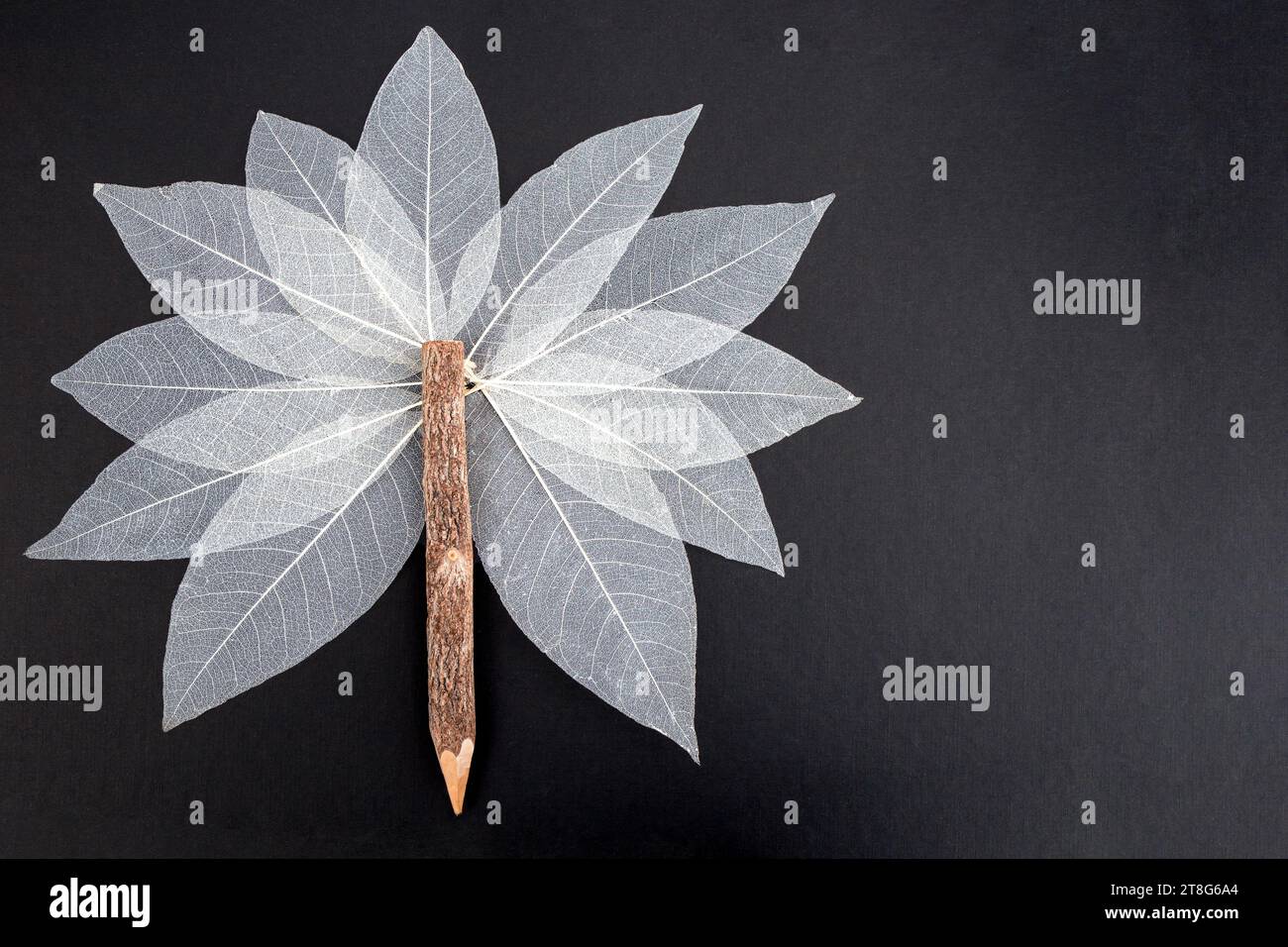 Albero astratto a forma di stella fatto di foglie di scheletro bianco e un ramoscello di pastello, isolato su nero Foto Stock