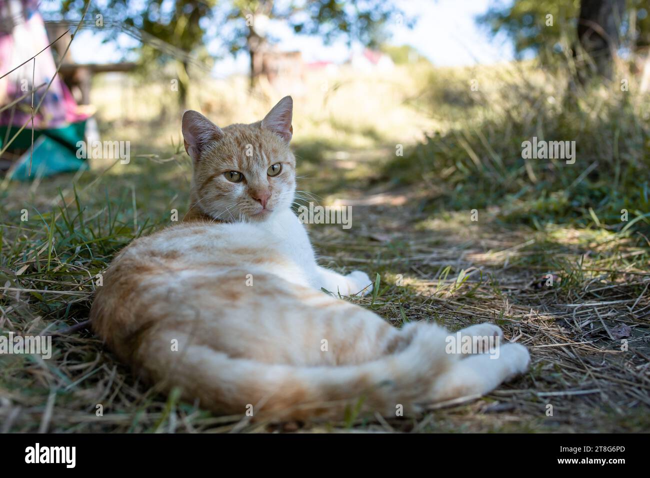 Gatto domestico bianco e arancione che giace nell'erba del giardino accanto a un sentiero all'ombra, morbido fuoco Foto Stock
