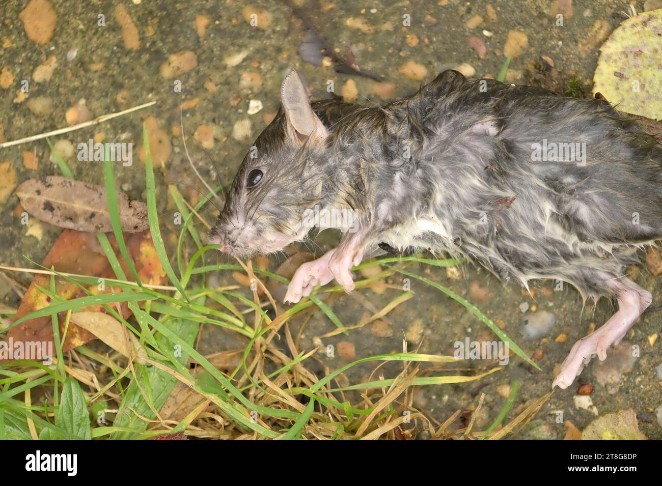 Topo morto - trovato in un giardino dopo la pioggia. November, Kent, Regno Unito Foto Stock