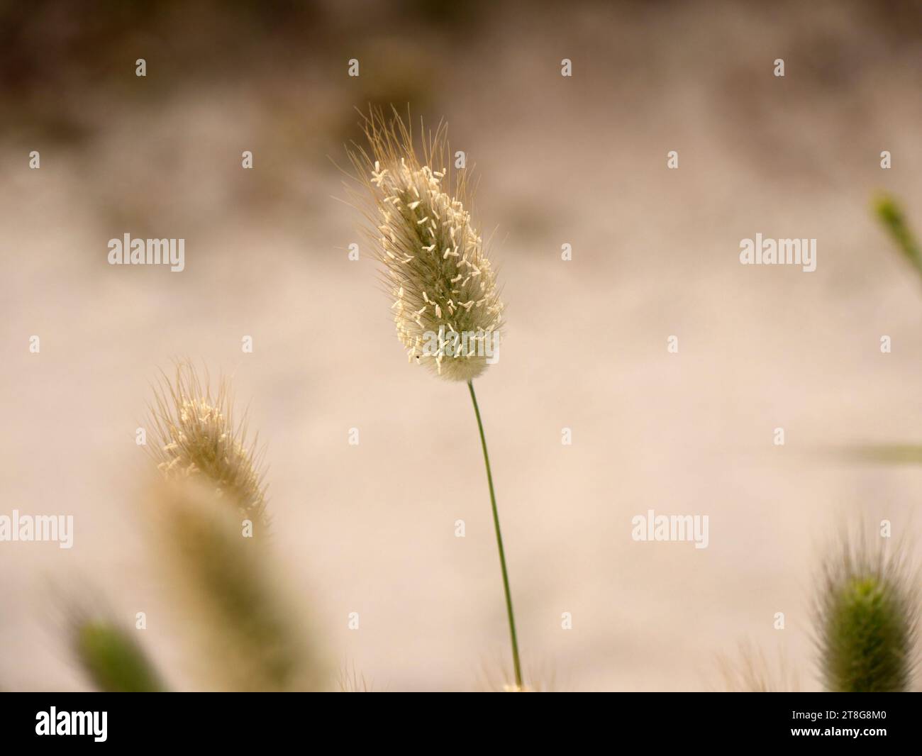 un fiore di pianta a coda di coniglio nella sabbia Foto Stock