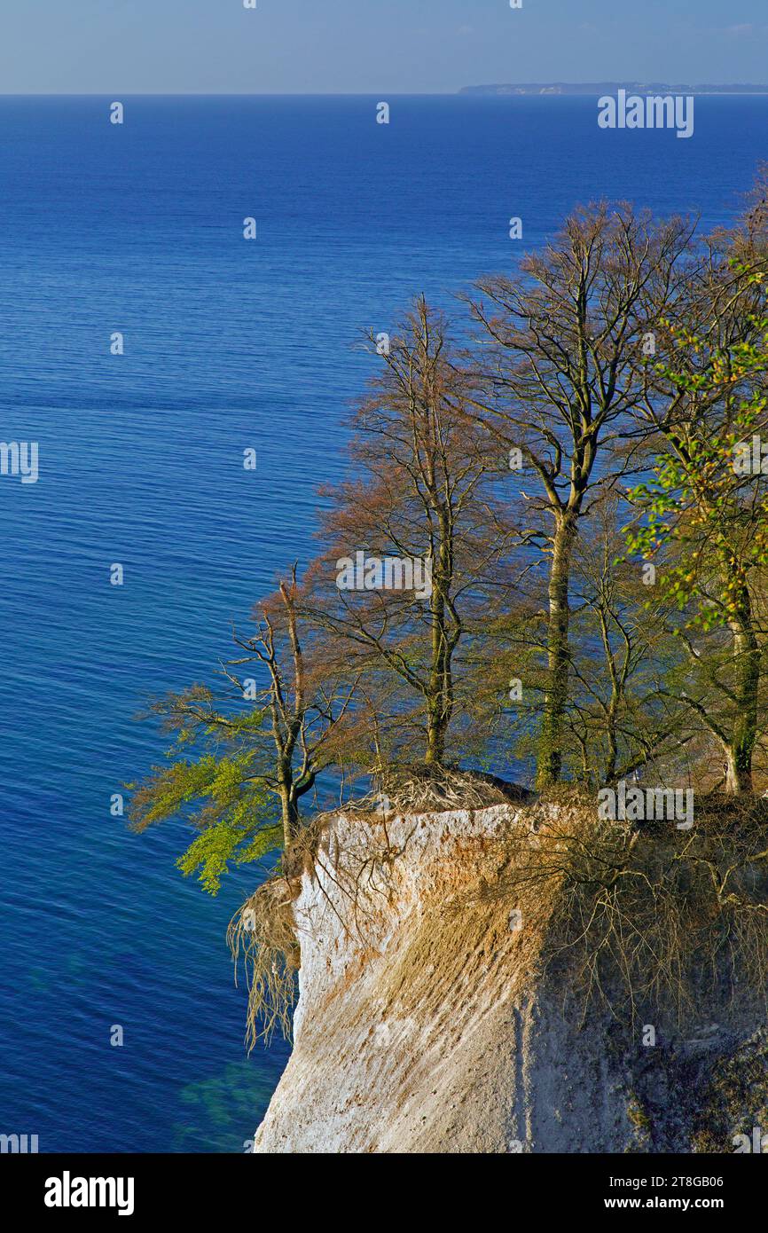 Faggi sul bordo di una scogliera bianca erosa di gesso nel Parco Nazionale di Jasmund sull'Isola di Rugen nel Mar Baltico, Meclemburgo-Vorpommern, Germania Foto Stock