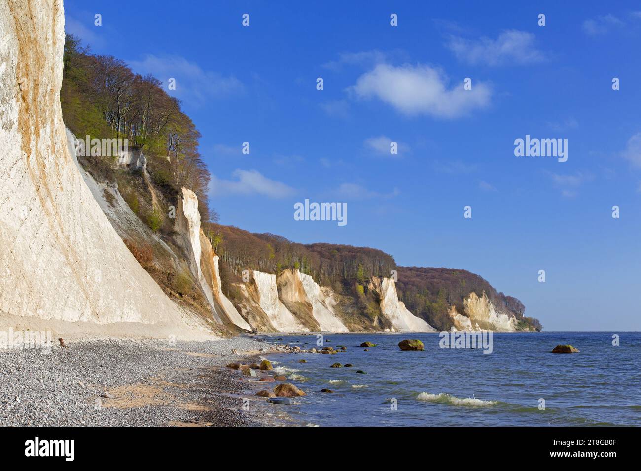 Scogliere di gesso bianche erose e spiaggia di ciottoli nel Parco Nazionale di Jasmund sull'Isola di Rugen nel Mar Baltico, Meclemburgo-Pomerania, Germania Foto Stock