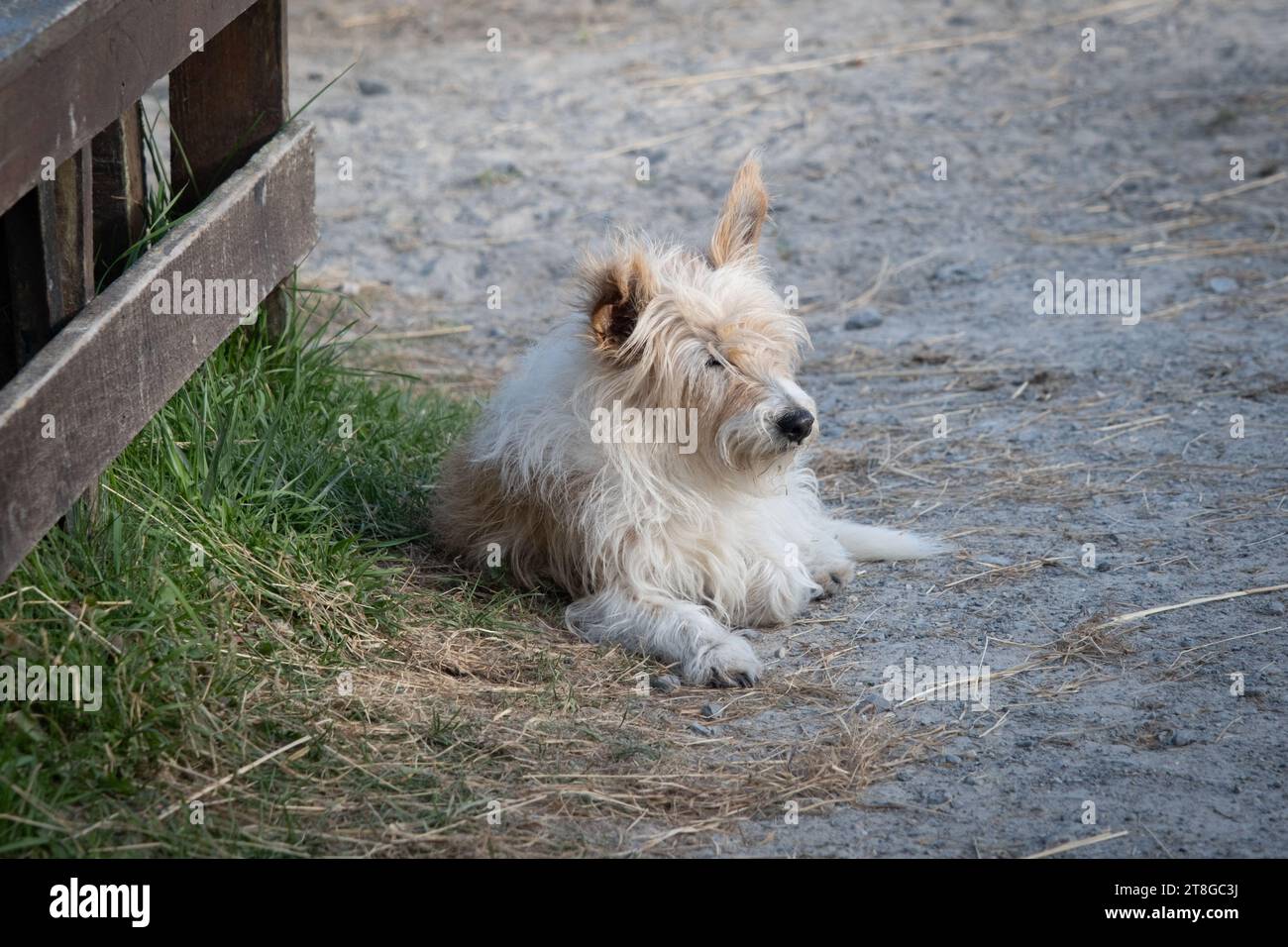 Il piccolo cane sta riposando Foto Stock