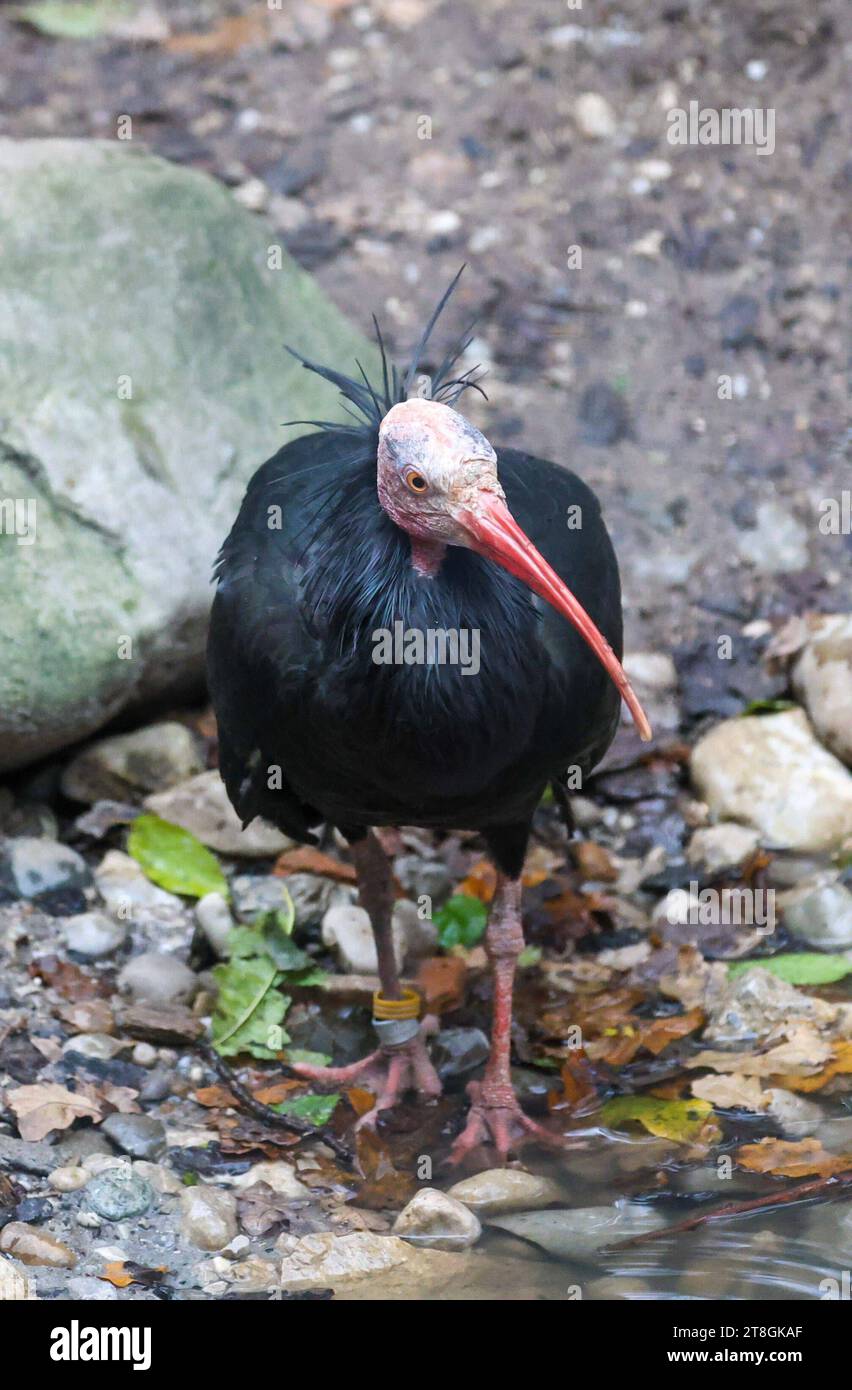 12.11.2023, Poing, GER, Unterwegs in Deutschland, Fototermin, Themenbild, Verschiedene Themenbilder, Symbolbild, Tiere, im Bild Der Waldrapp ist ein etwa gänsegroßer Ibis. Nächster Verwandter ist der zur gleichen Gattung gehörende Glattnackenrapp. Früher zu den Schreitvögeln gestellt, gehören Ibisse nach neueren Erkenntnissen in Die Ordnung Pelecaniformes, Waldrapp, **** 12 11 2023, Poing, GER, on the Road in Germany, Photo Opportunity, Theme picture, varie immagini a tema, immagine simbolica, animali, nella foto il Northern Bald Ibis è un ibis delle dimensioni di un'oca il parente più vicino è Smooth-nec Foto Stock