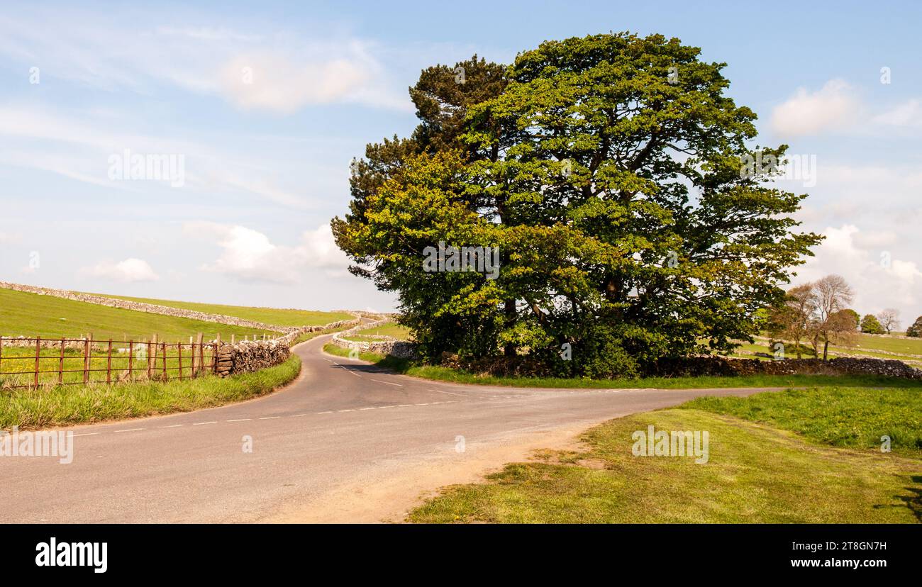 Alberi maturi segnano l'incrocio delle corsie di campagna a Heathcote Mere vicino ad Hartington, nel Peak District dell'Inghilterra. Foto Stock