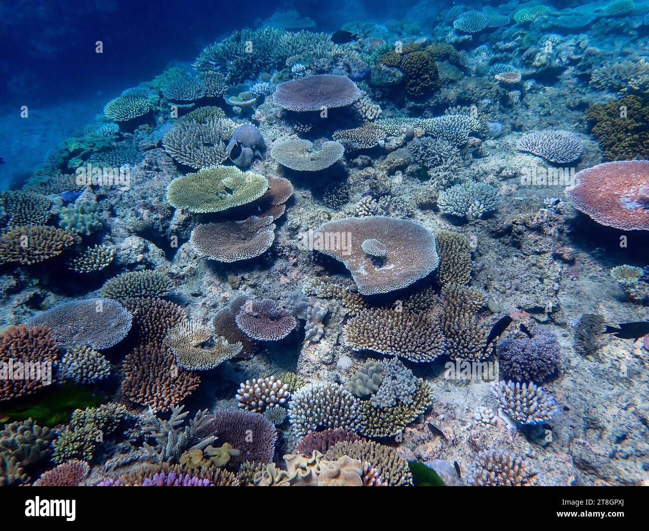 Paesaggio di coralli sottomarini presso la grande Barriera Corallina nel Queensland Australia Foto Stock