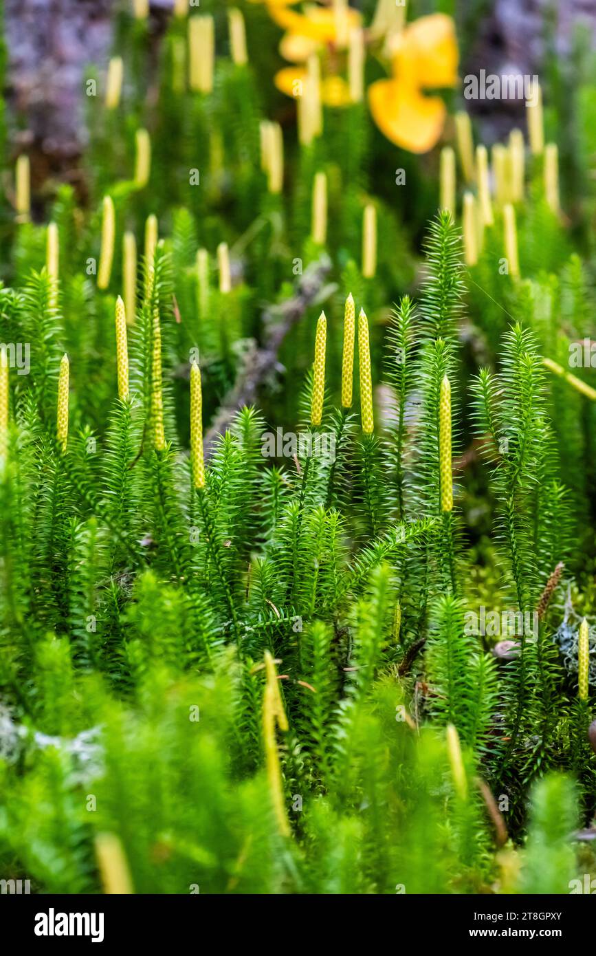 Rigido clubmoss nel Prince Albert National Park Foto Stock