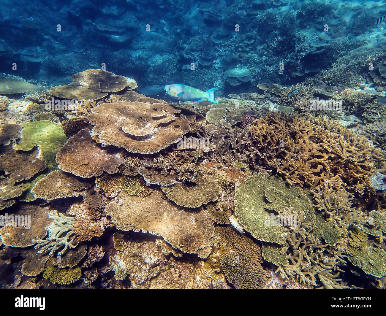 Paesaggio di coralli sottomarini presso la grande Barriera Corallina nel Queensland Australia Foto Stock