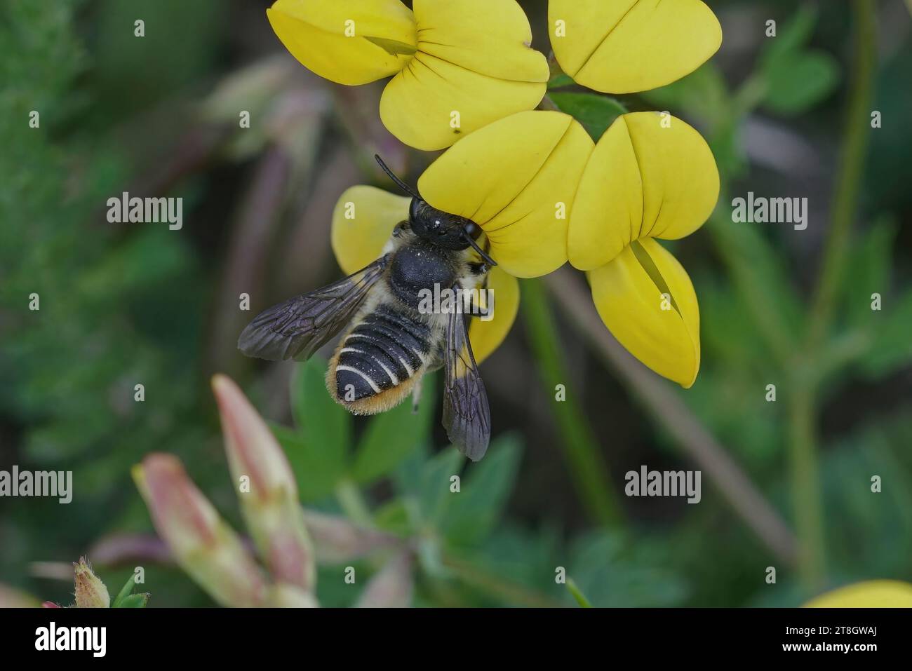 Primo piano naturale su un'ape femmina Patchwork taglialegna, Megachile centuncularis, nettare che gocciola da un fiore giallo di Lotus corniculatus Foto Stock