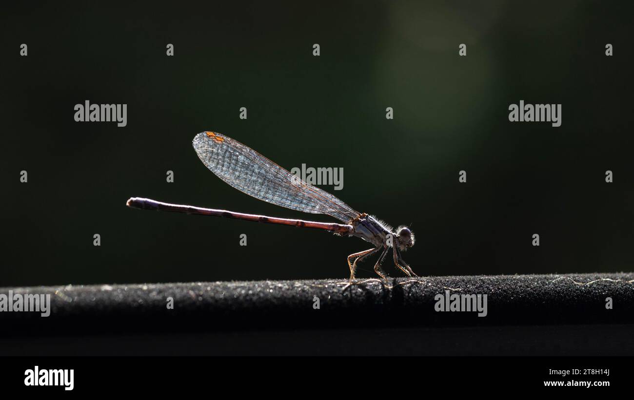Foto macro di una mosca di drago damselfly in autunno Foto Stock