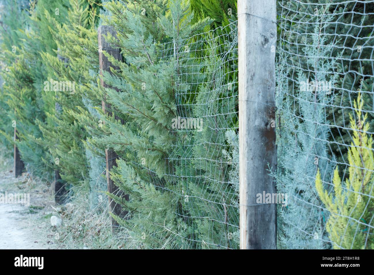 Recinzione metallica con legno e alberi ai margini della strada che separa la proprietà privata Foto Stock