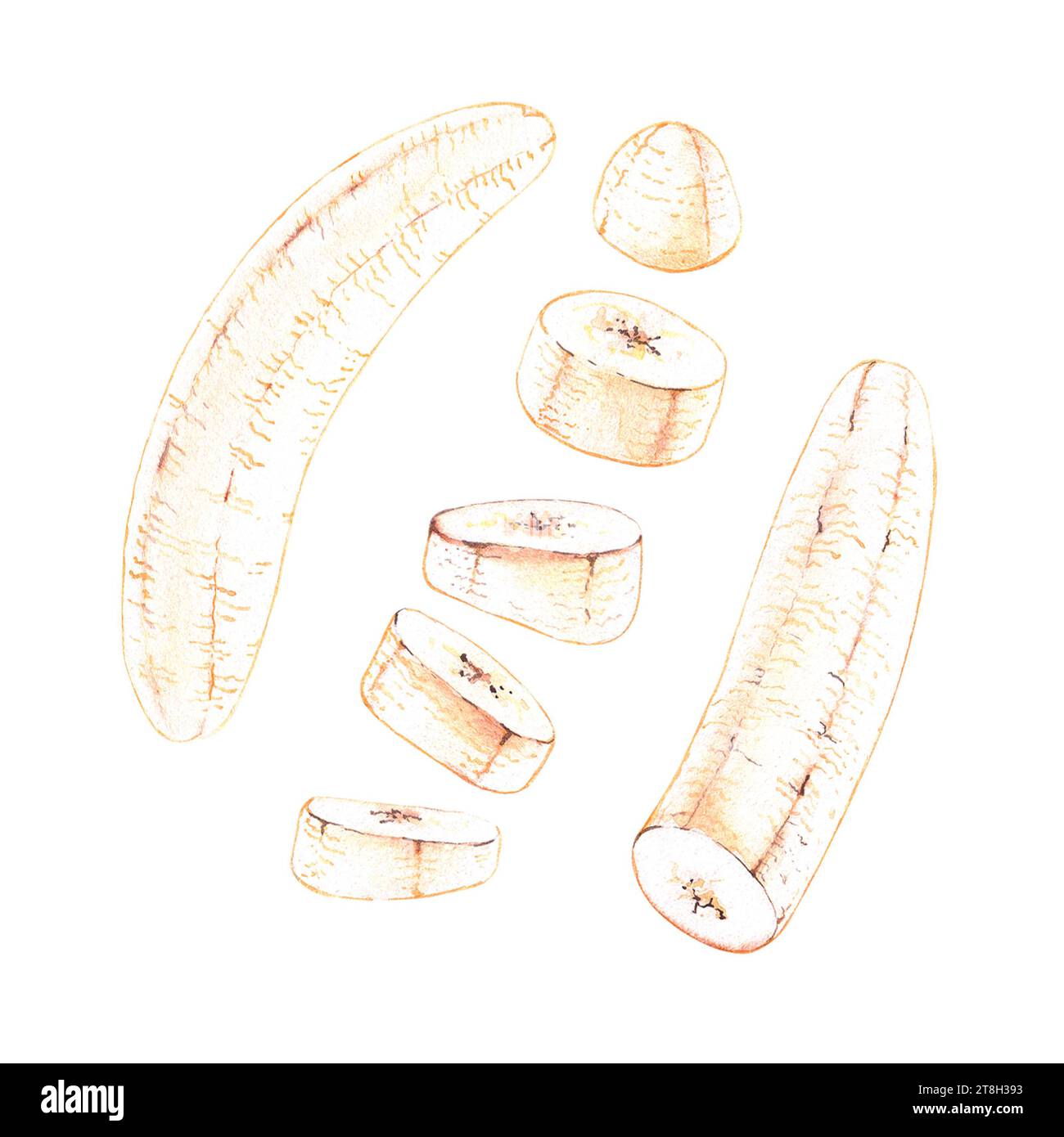 Polpa di frutta alla banana ad acquerello isolata. Banana disegnata a mano su bianco per il logo, la confezione, le carte, gli inviti, i menu e i ristoranti Foto Stock