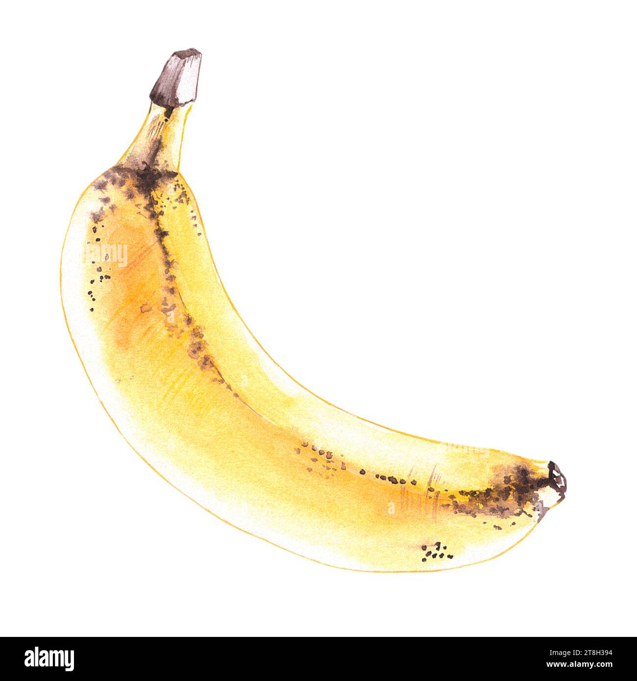 Acquerello banana fruit isolato. Banana disegnata a mano su bianco per il logo, la confezione, le carte, gli inviti, i menu e i ristoranti Foto Stock