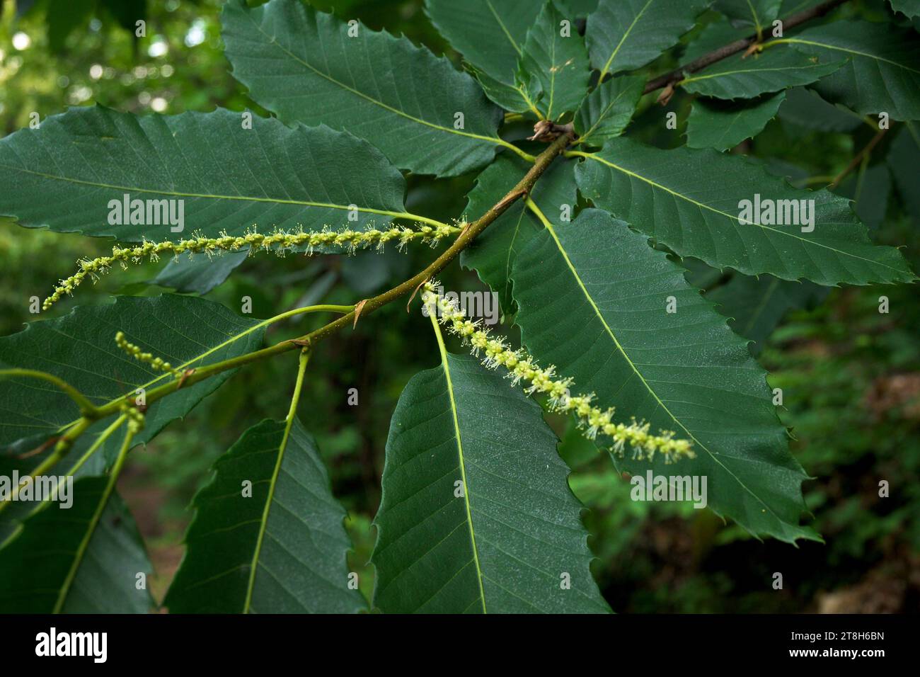 Fiore di castagno giallo a candela pieno di polline in fiore Castanea sativa dettaglio fiore e lama di foglie Foto Stock