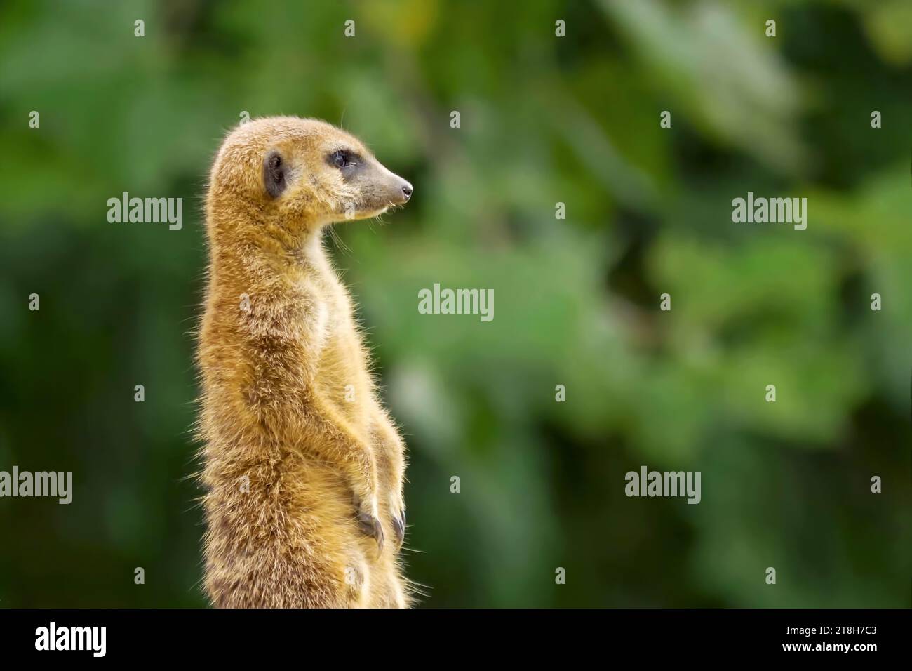 Un simpatico meerkat in piedi in verticale davanti ai cespugli verdi in Namibia. Foto Stock