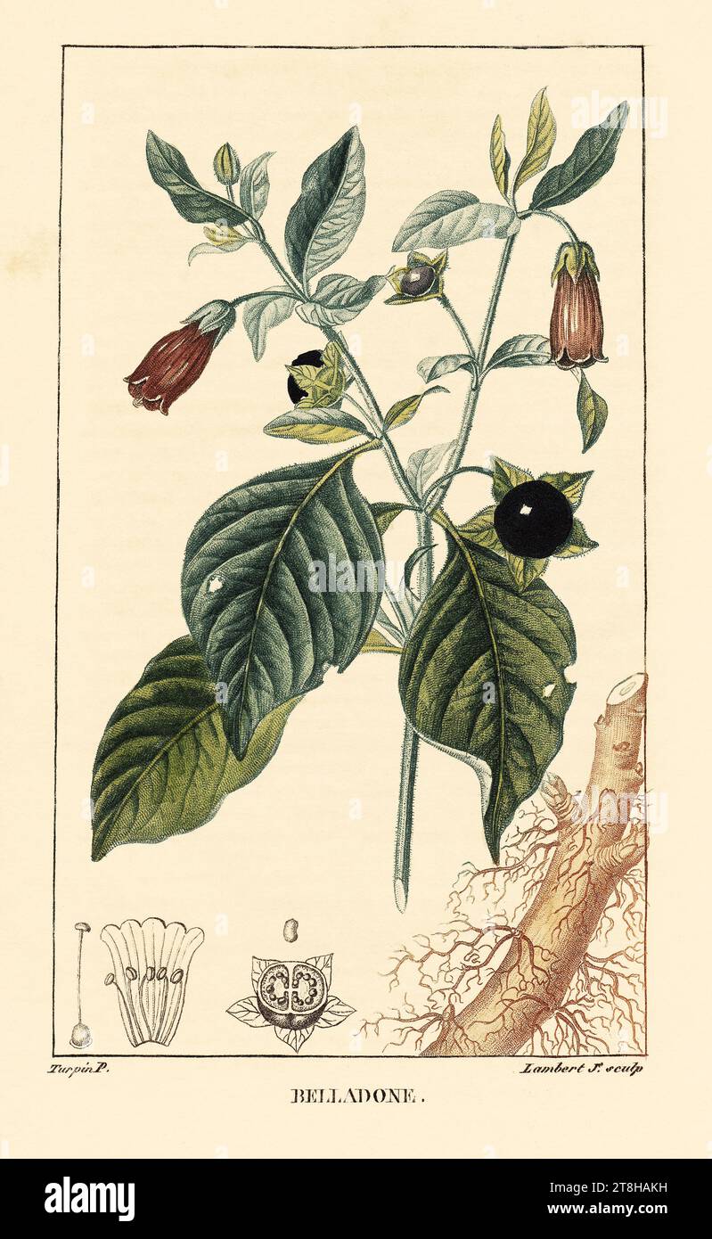 Atropa belladonna 'Deadly Nightshade' Chaumeton, F.P., Flore Medicale, vol. 2: T. 61 (1829) Foto Stock