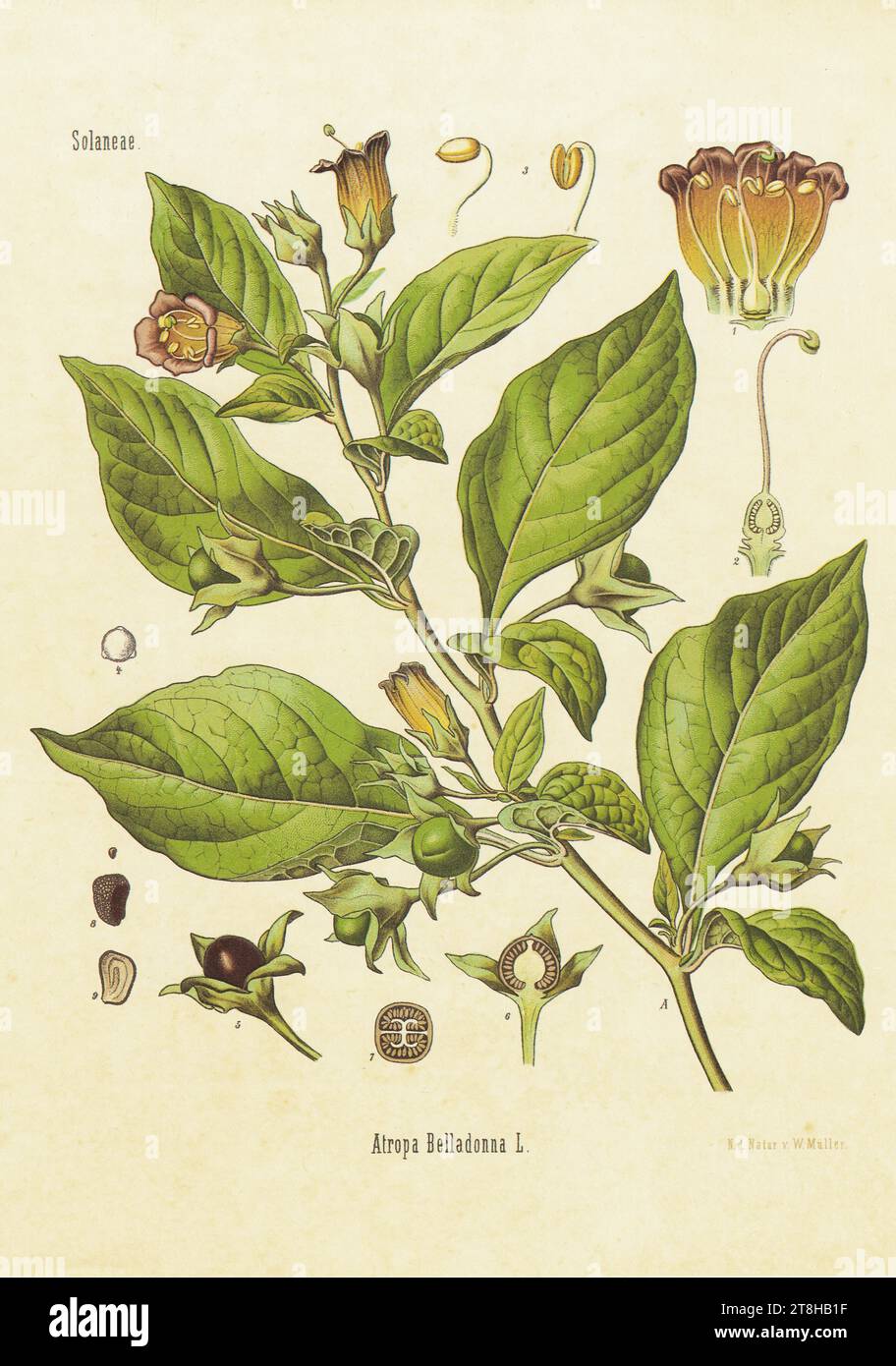 Atropa belladonna 'Deadly Nightshade' - Kohler Medizinal-Pflanzen,1898 Foto Stock