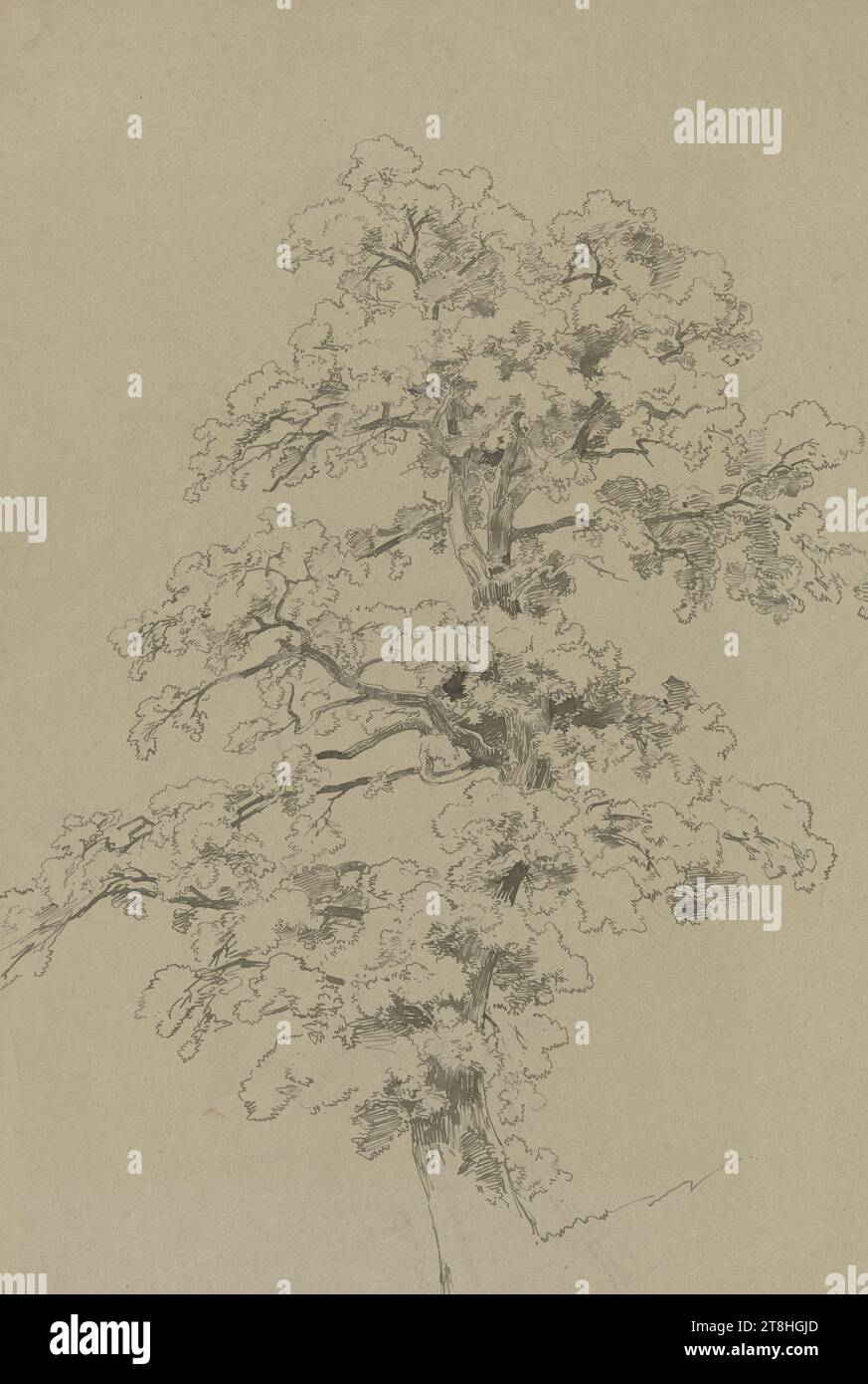 CARL THEODOR REIFFENSTEIN, A Tree, luglio 1842, foglio, 671 x 468 mm, penna in grigio-marrone su matita su carta pergamena marrone, Un albero, CARL THEODOR REIFFENSTEIN, XIX SECOLO, DISEGNO, penna di colore grigio-marrone su matita su carta pergamena marrone, INCHIOSTRO, INCHIOSTRO?, MISCELA GRAFITE-ARGILLA, CARTA VELIN, DISEGNO A PENNA, DISEGNO A MATITA, TEDESCO, STUDIO AD ALBERO, STUDIO DI VIAGGIO, STUDIO, datato in basso a destra, con la penna in marrone scuro, luglio 1842. Foto Stock