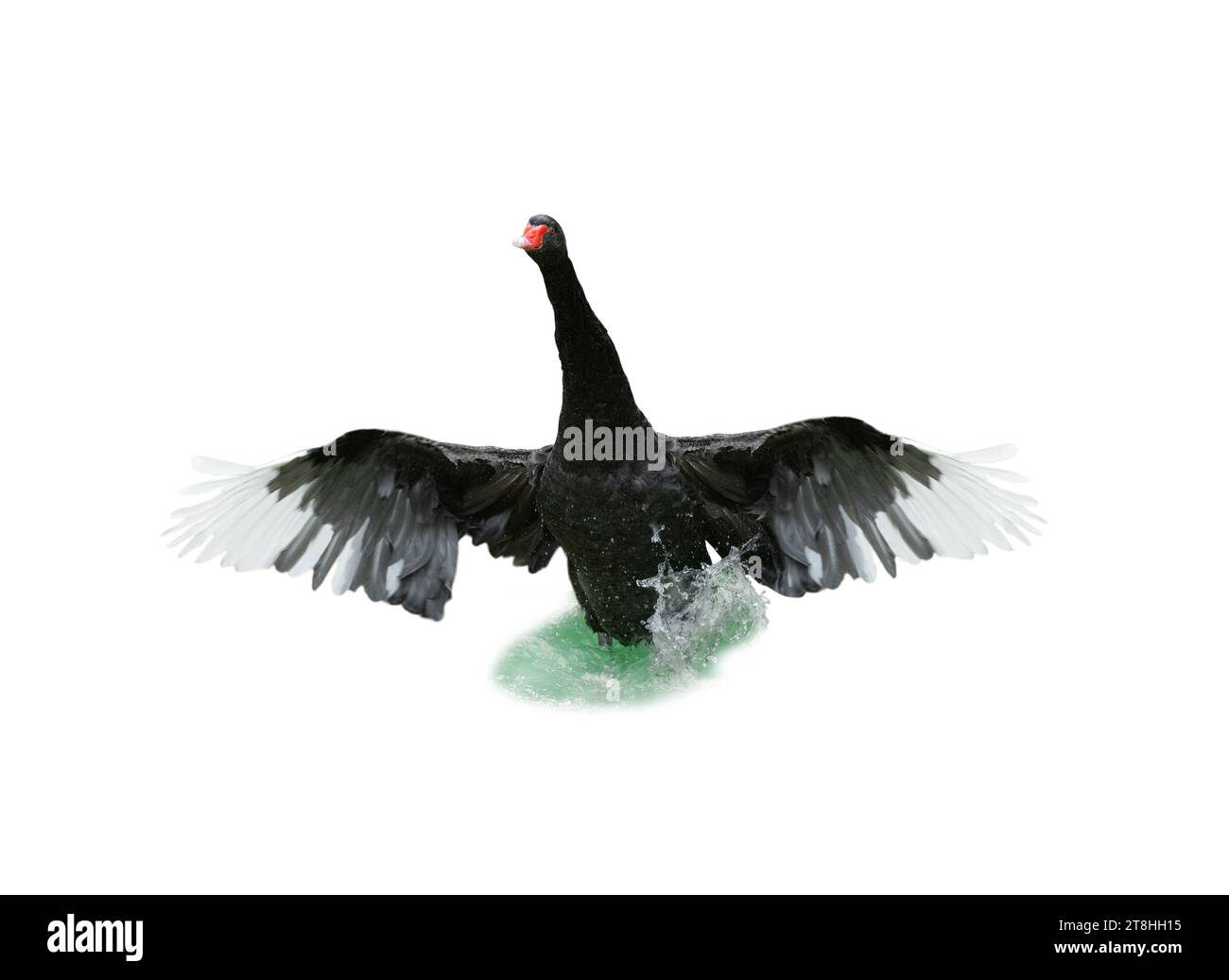 cigno nero con ali sparse isolate su sfondo bianco Foto Stock cigno nero con ali sparse isolate su sfondo bianco Foto Stock