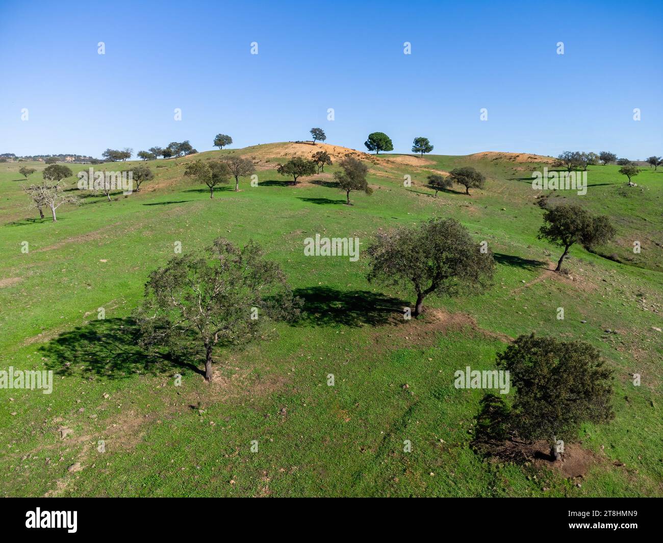 Vista aerea con droni delle querce da sughero nel pascolo della provincia di Huelva, Andalusia, Spagna, con prati verdi Foto Stock
