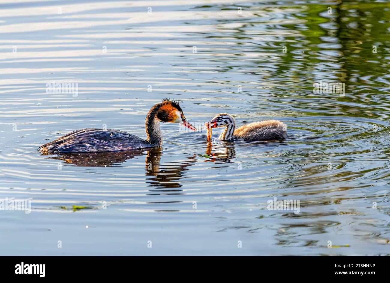 Madre Grebe (Podiceps Cristatus) nutriva la sua giovane a Little Loach (Cobitis taenia) alla luce calda di un'alba precoce Foto Stock