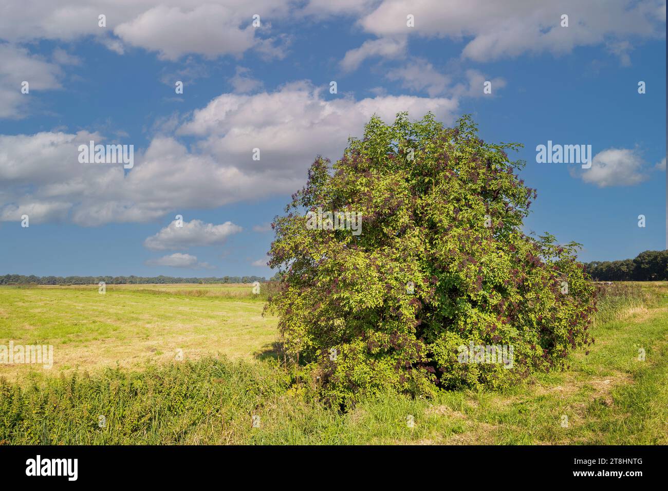 Primo piano di un sambuco di color cremisi, con mazzi appesi di bacche mature in un ampio paesaggio estivo nella provincia olandese di Drenthe Foto Stock
