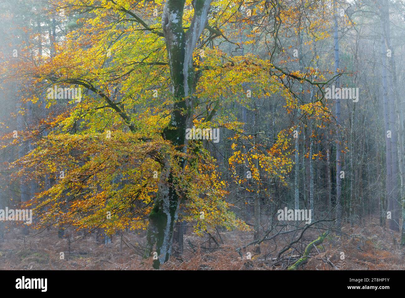 Scena autunnale di boschi a Bolderwood nel New Forest National Park, Hampshire, Inghilterra, Regno Unito, con faggi veterani che mostrano colori autunnali Foto Stock