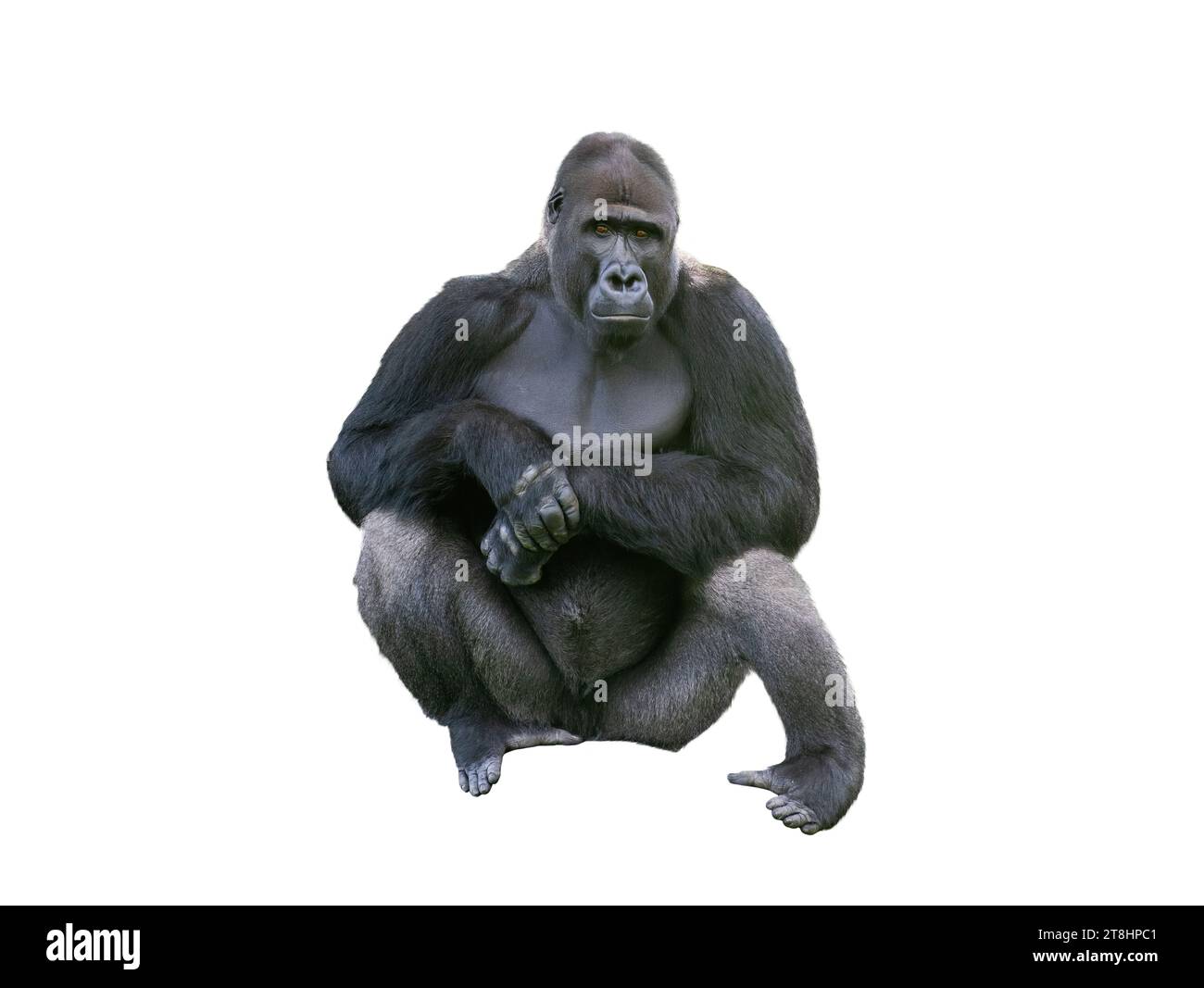 gorilla di pianura occidentale isolato su sfondo bianco Foto Stock