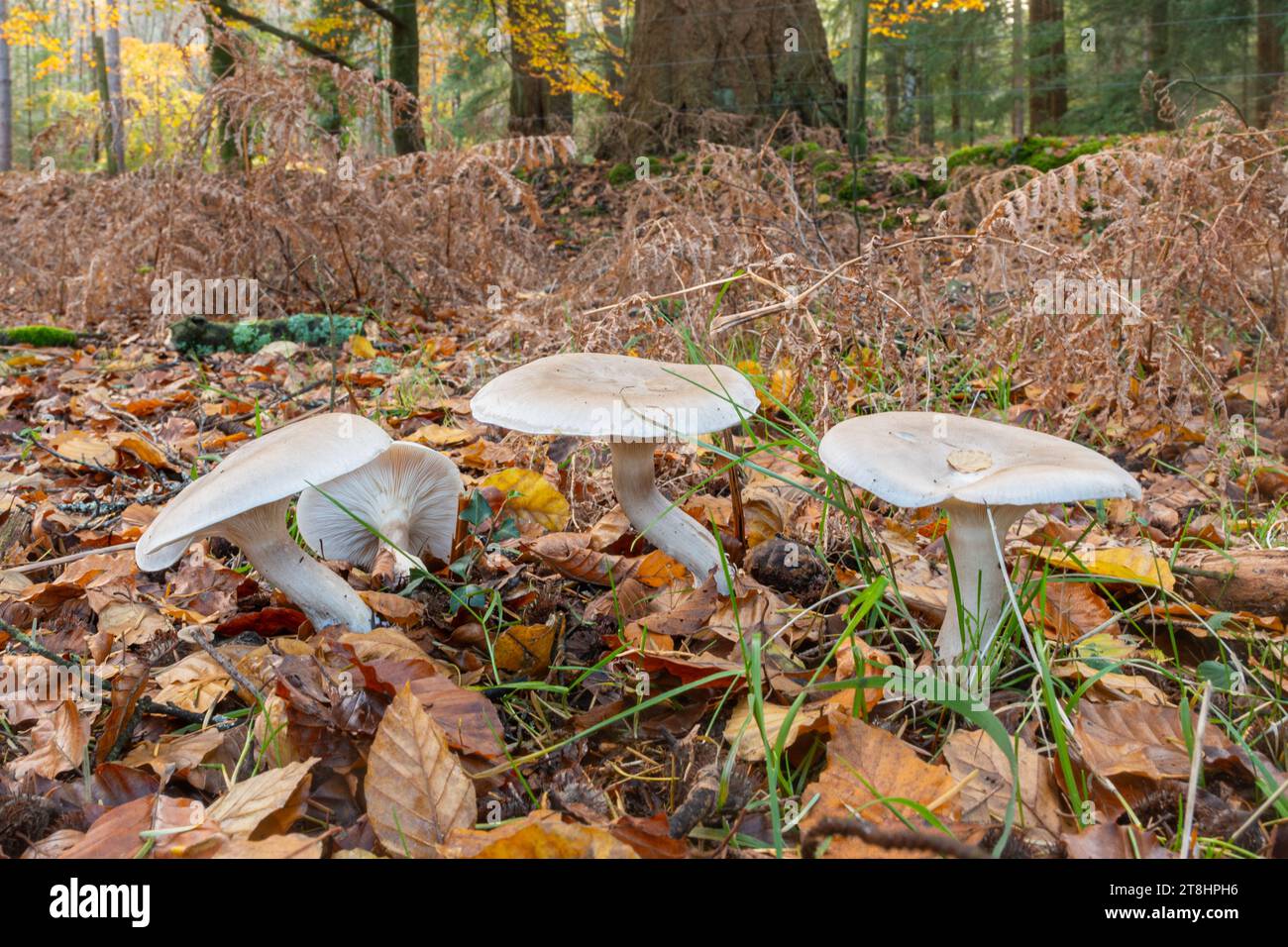 Funghi boschivi durante l'autunno a Bolderwood nel New Forest National Park, Hampshire, Inghilterra, Regno Unito Foto Stock