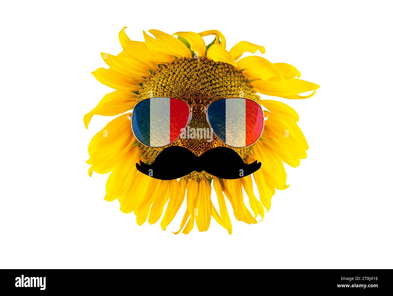 Girasole con baffi e occhiali sotto forma di bandiera della Francia (primo piano) su sfondo trasparente. Il più grande produttore di olio vegetale Foto Stock