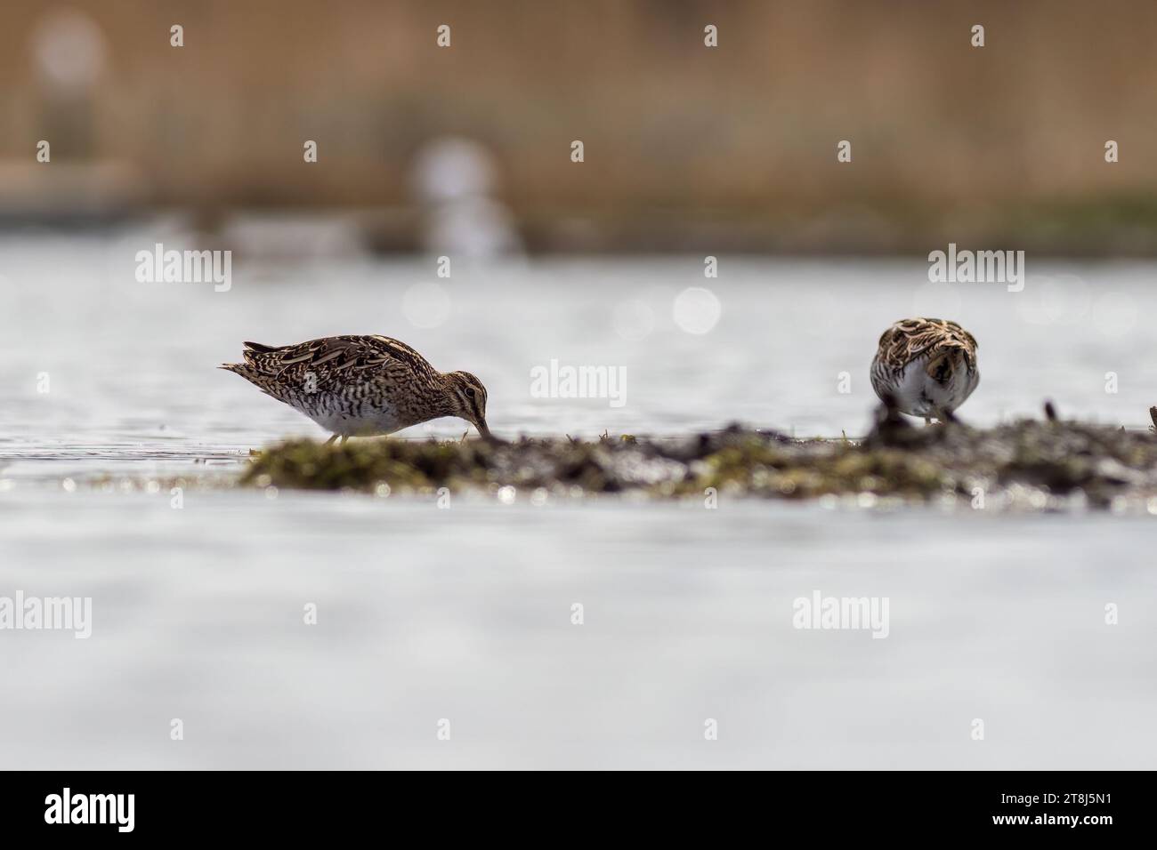 Snipe (Gallinago gallinago) in cerca di cibo Foto Stock