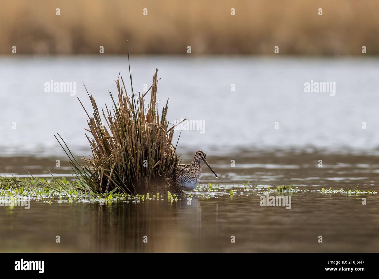 Snipe (Gallinago gallinago) in cerca di cibo Foto Stock