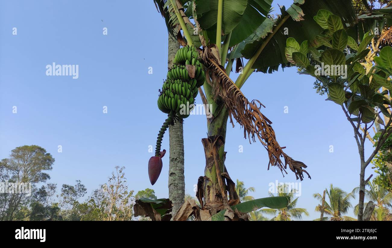 Gli alberi di banana crescono nel giardino Foto Stock