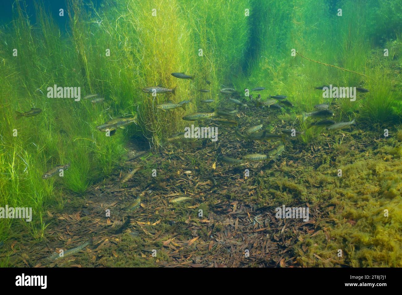 Un branco di trote di fiume sott'acqua (trota bruna, Salmo trutta), paesaggio naturale, Spagna, Galizia, provincia di Pontevedra, fiume Tamuxe Foto Stock