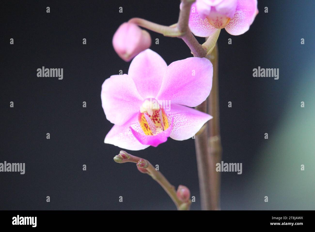 porpora doritis fiore orchidea con sfondo sfocato Foto Stock