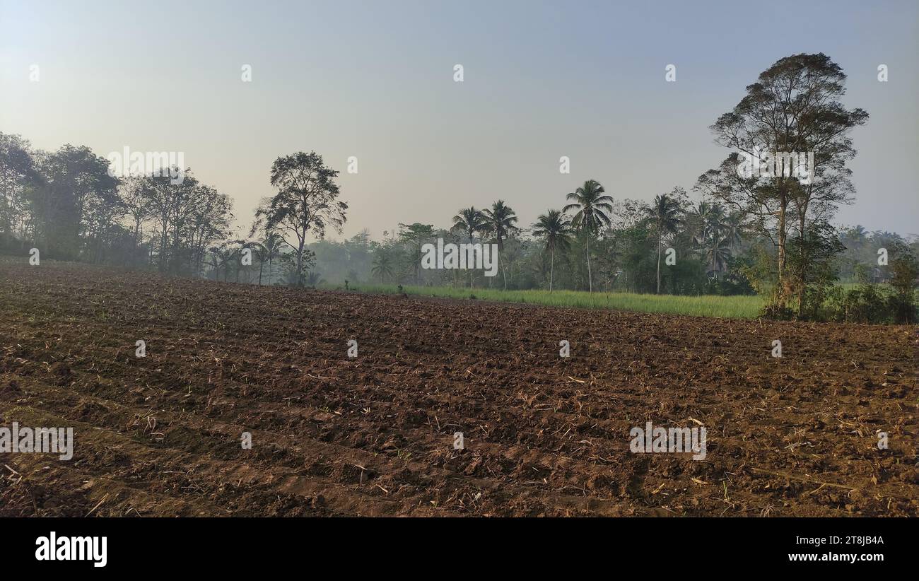 Consistenza di terreni agricoli in una piantagione di canna da zucchero che è stata raccolta e che è pronta per essere nuovamente piantata Foto Stock