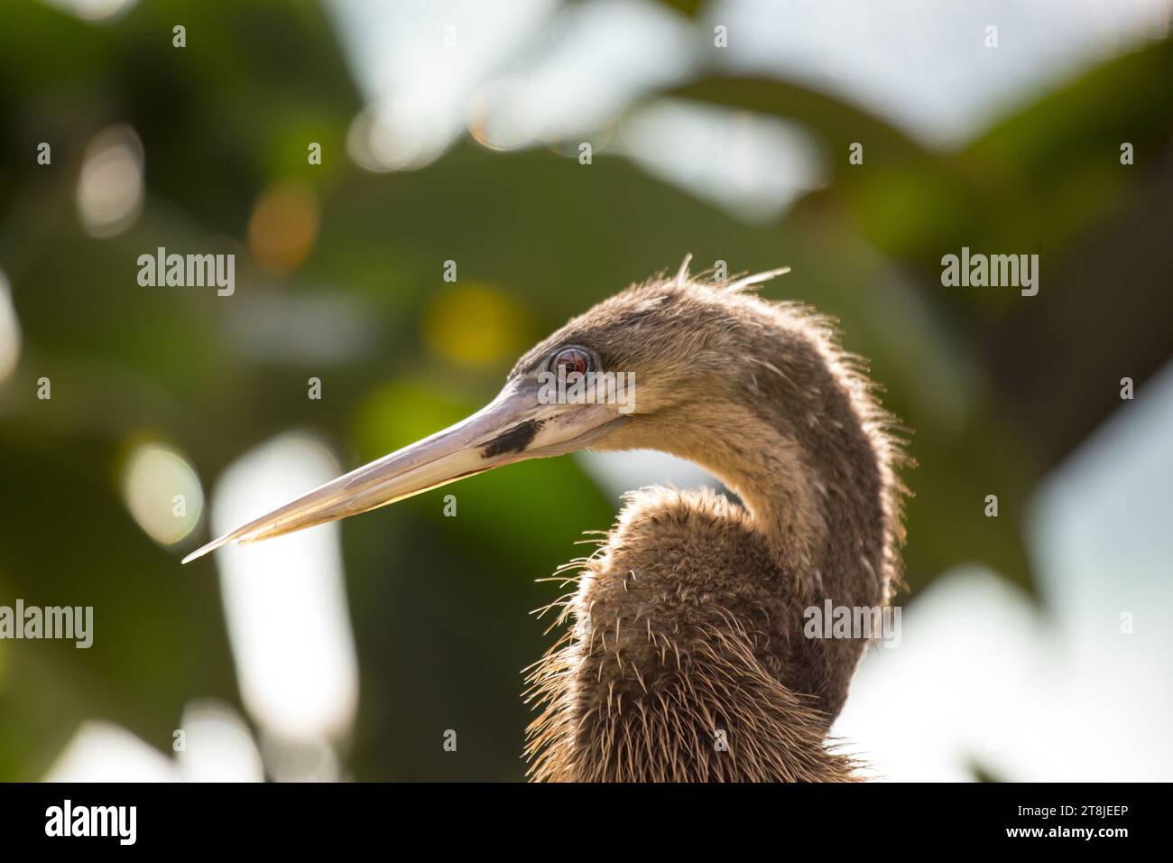 Uno splendido Anhinga, noto anche come tacchino d'acqua, si erge maestosamente su un ramo, il suo lungo collo simile a un serpente e il caratteristico piumaggio che riflette il suo aq Foto Stock